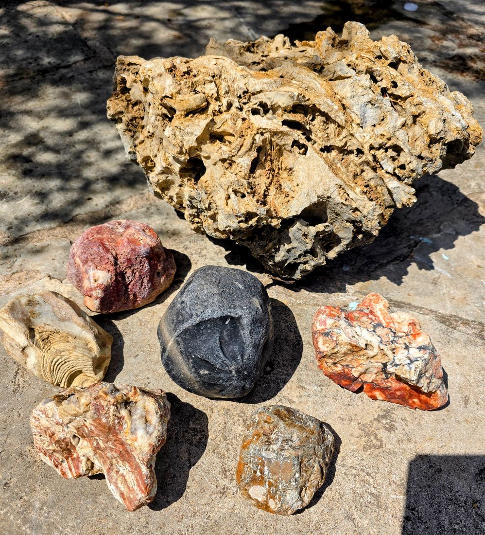Chert nodules and a fossilized rudist clam shell.