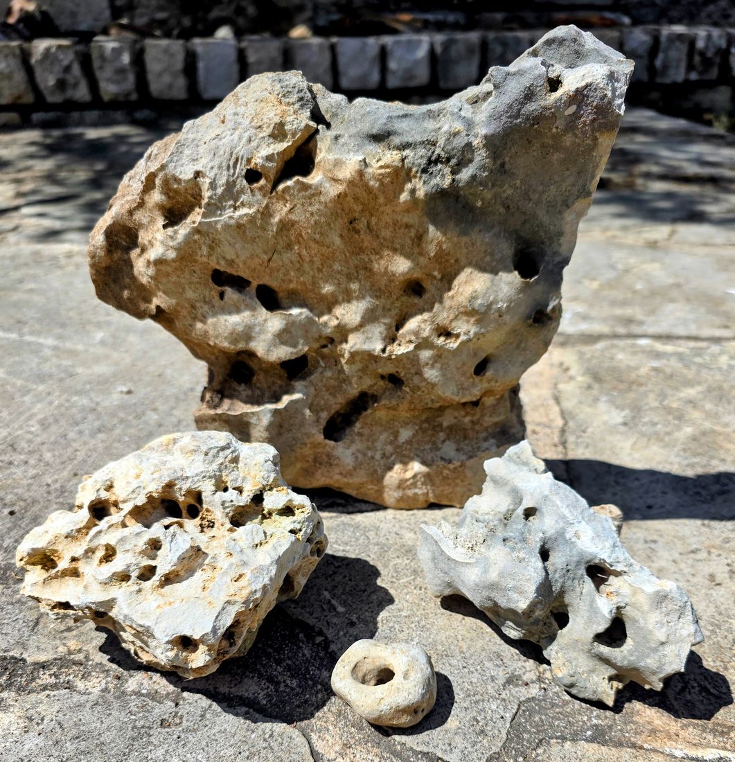 Vuggy limestone from the Glen Rose Formation with a small ring-shaped piece in front.