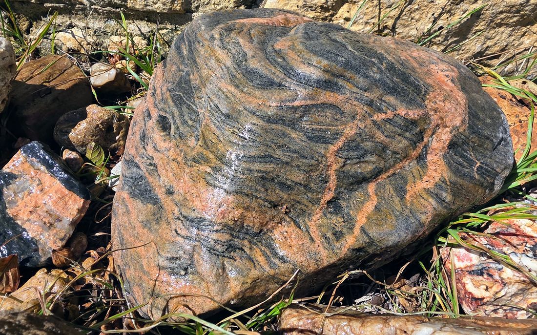 A Town Mountain Granite boulder showing swirled gneissic banding.