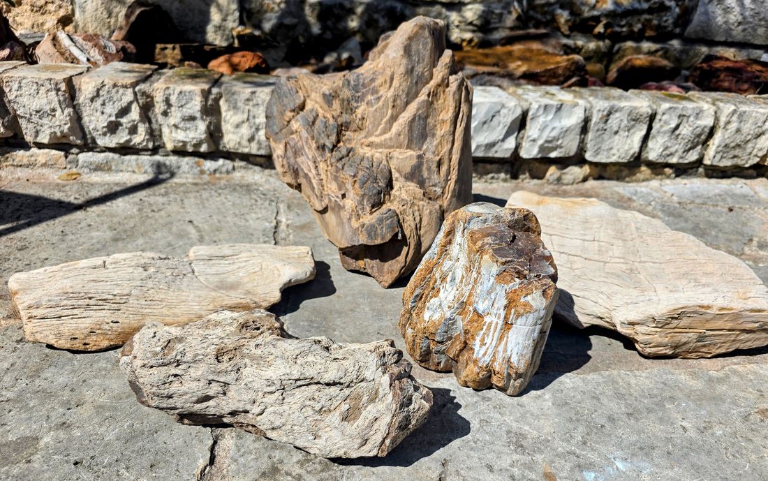 A group of assorted petrified wood pieces found at different locations.