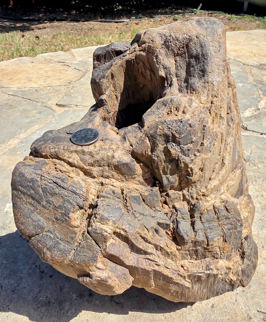 A piece of petrified palm wood with a natural cavity, coin for scale.